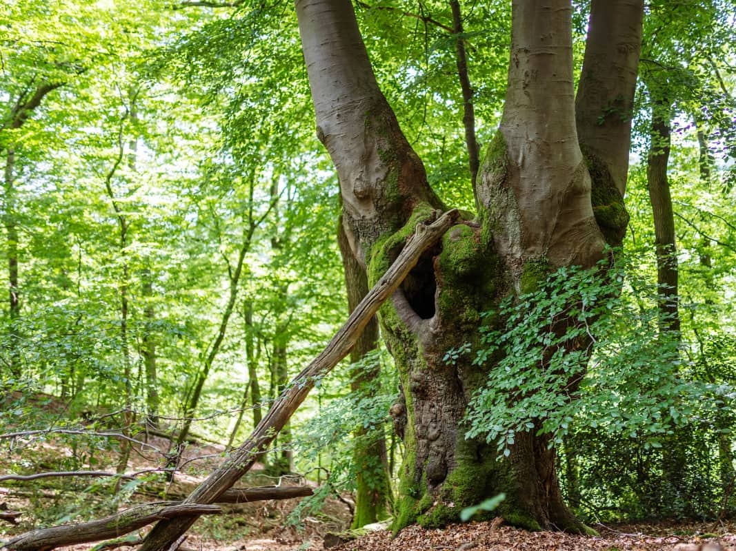 Wildnisjuwel Lohmar