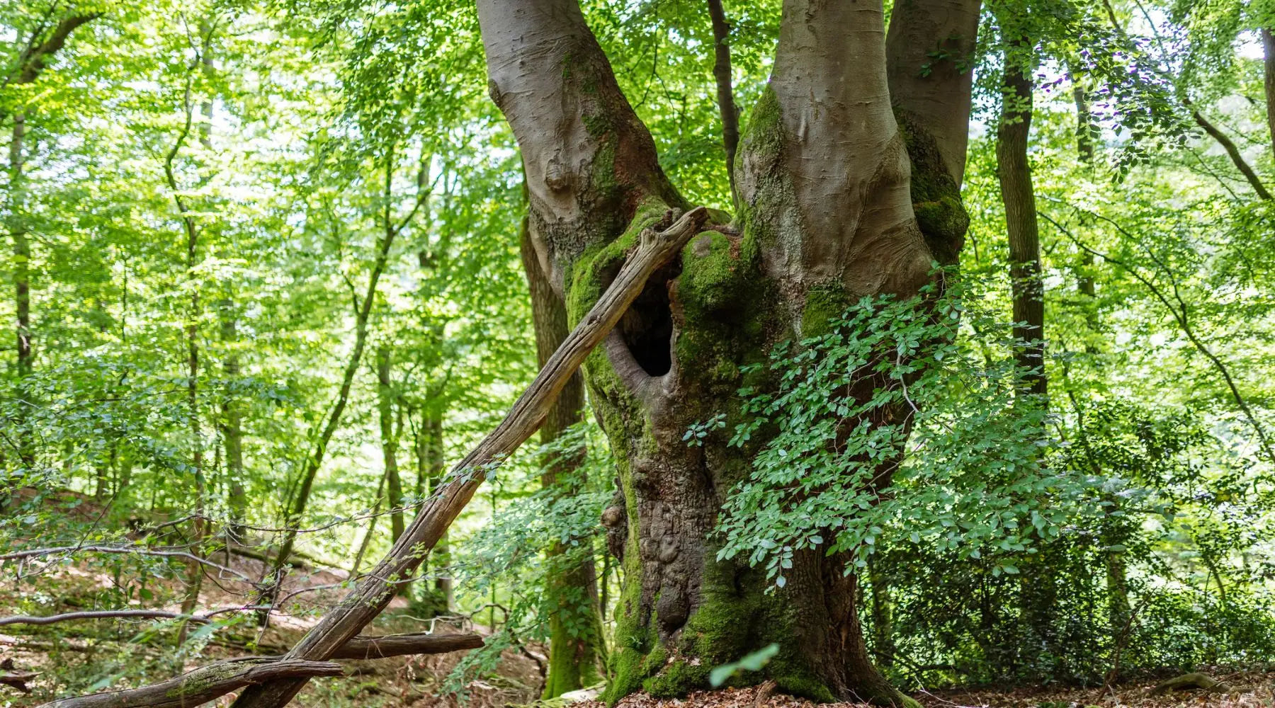 Das Urwald-Abo – Wildnisjuwel